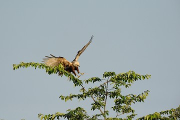 Marsh Harrier (Circus aeruginosus)