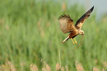 Marsh Harrier (Circus aeruginosus)