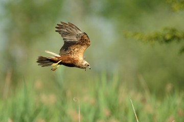 Marsh Harrier (Circus aeruginosus)