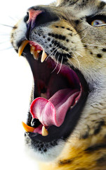 Obraz premium snow leopard portrait