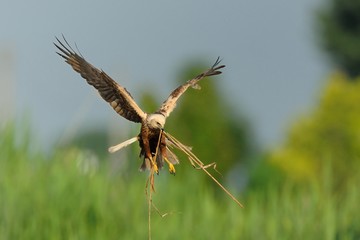 Marsh Harrier (Circus aeruginosus)