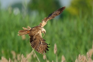 Marsh Harrier (Circus aeruginosus)