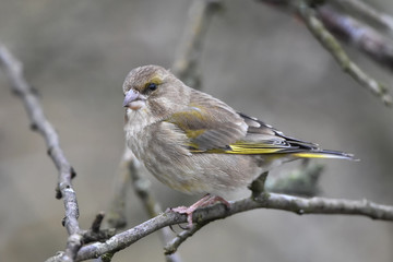 Greenfinch (Carduelis chloris)