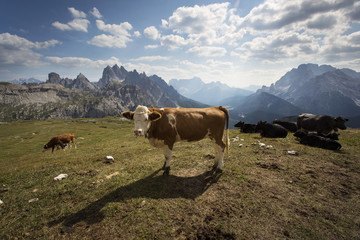 Fototapeta na wymiar Cows in Dolomites Mountains