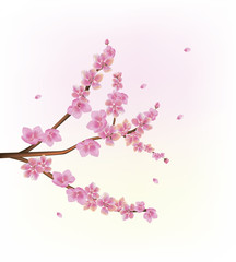 sakura .Evening in the garden blooming cherry