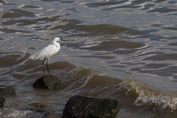 wildlife, sea Stork, stork Asian,