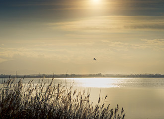 Etang de Canet,pyrénées orientales