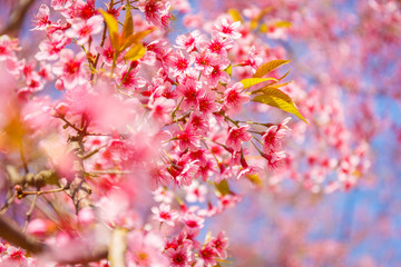 Pink flower, Wild Himalayan cherry blooming (Prunus cerasoides)