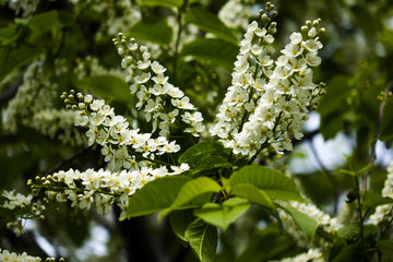 Spring natural background - bird cherry flowers in the morning light.