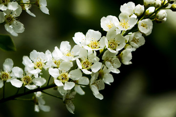 Spring natural background - bird cherry flowers in the morning light. Closeup.