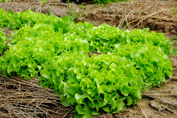 Rows of fresh lettuce plants on a fertile field, ready to be harvested