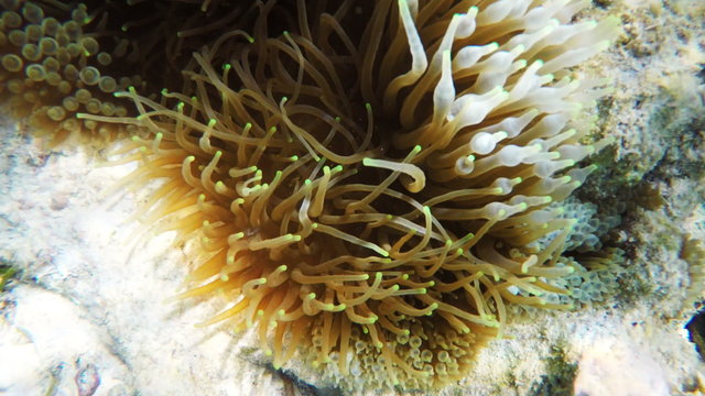 Sea anemone underwater