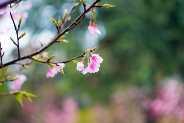 Wild Himalayan Cherry In winter
