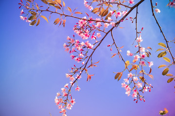 Wild himalayan cherry flower with filter effect retro vintage st