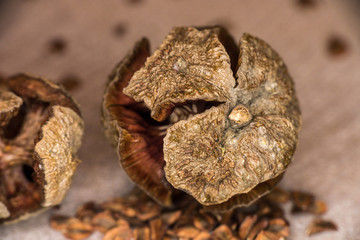 Maltesischer Zapfen und Samen einer Zypresse