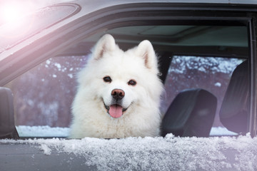 white dog Samoyed sitting in the car.