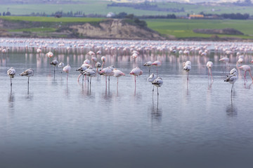 Pink and grey flamingos at the salt lake of Larnaca, Cyprus