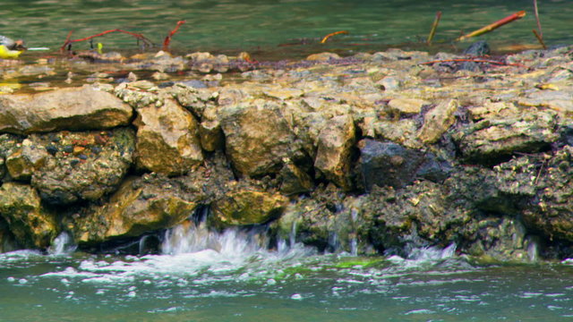 Royalty Free Stock Video Footage of a bird at Banias Spring shot in Israel at 4k with Red.