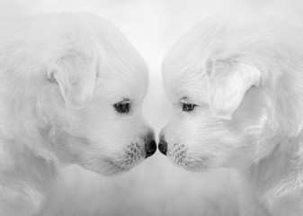  Mixed breed white puppies on light gray background.