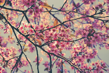 Wild himalayan cherry flower with filter effect retro vintage st