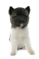 Obraz premium puppy american akita