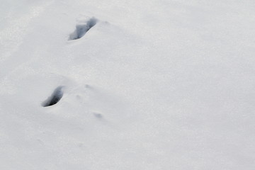 Paw prints in snow background