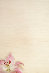 Lily on wooden background