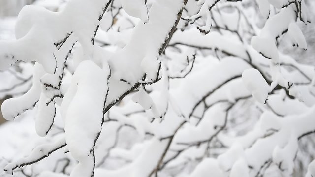 Winter scene with tree branches loaded with snow after heavy snowfall