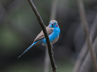  bird living in Ethiopia