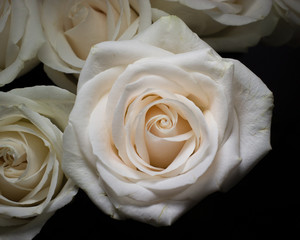 Beautiful rose