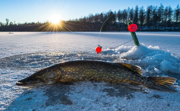 Pike ice fishing in Sweden