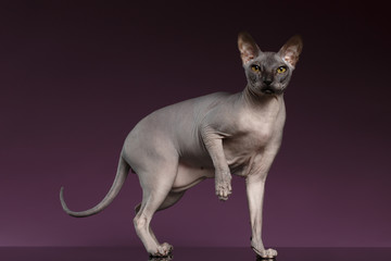 Sphynx Cat Stands and raise up paw on purple