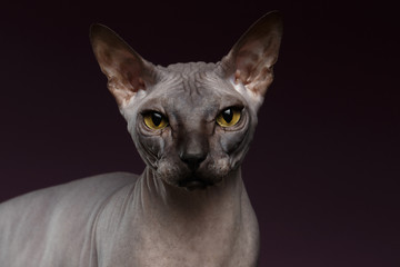 Closeup Sphynx Cat Looking in camera on purple