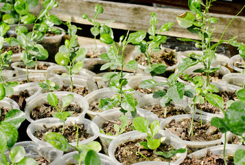 Young lemon plants in pot, In the garden/ Selective Focus
