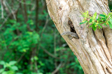 Lizard in Yala, Sri Lanka