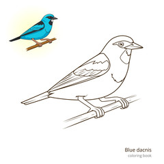 Blue dacnis bird educational game vector
