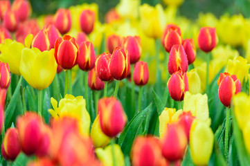 Many color of tulip in garden