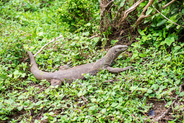 Lizard in Yala, Sri Lanka