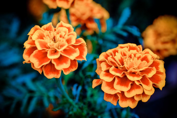 flowers with filter effect retro vintage style