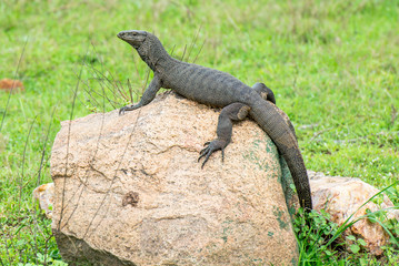 Lizard in Yala, Sri Lanka