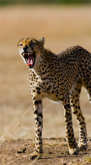 Fototapeta na wymiar Cheetah in the savanna. Close-up. Kenya. Tanzania. Africa. National Park. Serengeti. Maasai Mara. An excellent illustration.