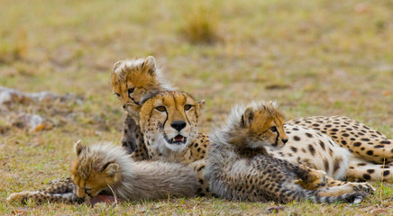Mother cheetah and her cubs in the savannah. Kenya. Tanzania. Africa. National Park. Serengeti. Maasai Mara. An excellent illustration.