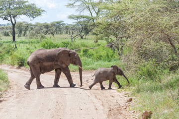 Elephant herd with calf go in profile through dirty road in savanna. Serengeti National Park, Great Rift Valley, Tanzania, Africa. 

