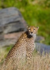 Cheetah sitting in the savanna. Close-up. Kenya. Tanzania. Africa. National Park. Serengeti. Maasai Mara. An excellent illustration.