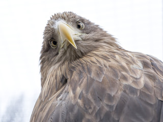 Eagle head close-up view
