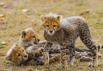 Naklejka na ściany i meble Cheetah cubs play with each other in the savannah. Kenya. Tanzania. Africa. National Park. Serengeti. Maasai Mara. An excellent illustration.