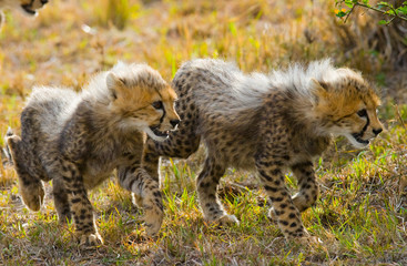 Two cheetah cubs go on savanna. Kenya. Tanzania. Africa. National Park. Serengeti. Maasai Mara. An excellent illustration.
