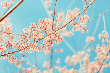 Wild Himalayan Cherry spring blossom