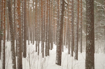 winter in the pine tree forest