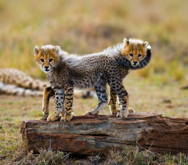 Obraz premium Two cheetah cub standing on a rock. Kenya. Tanzania. Africa. National Park. Serengeti. Maasai Mara. An excellent illustration.